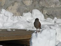 09_Compagnia al rifugio